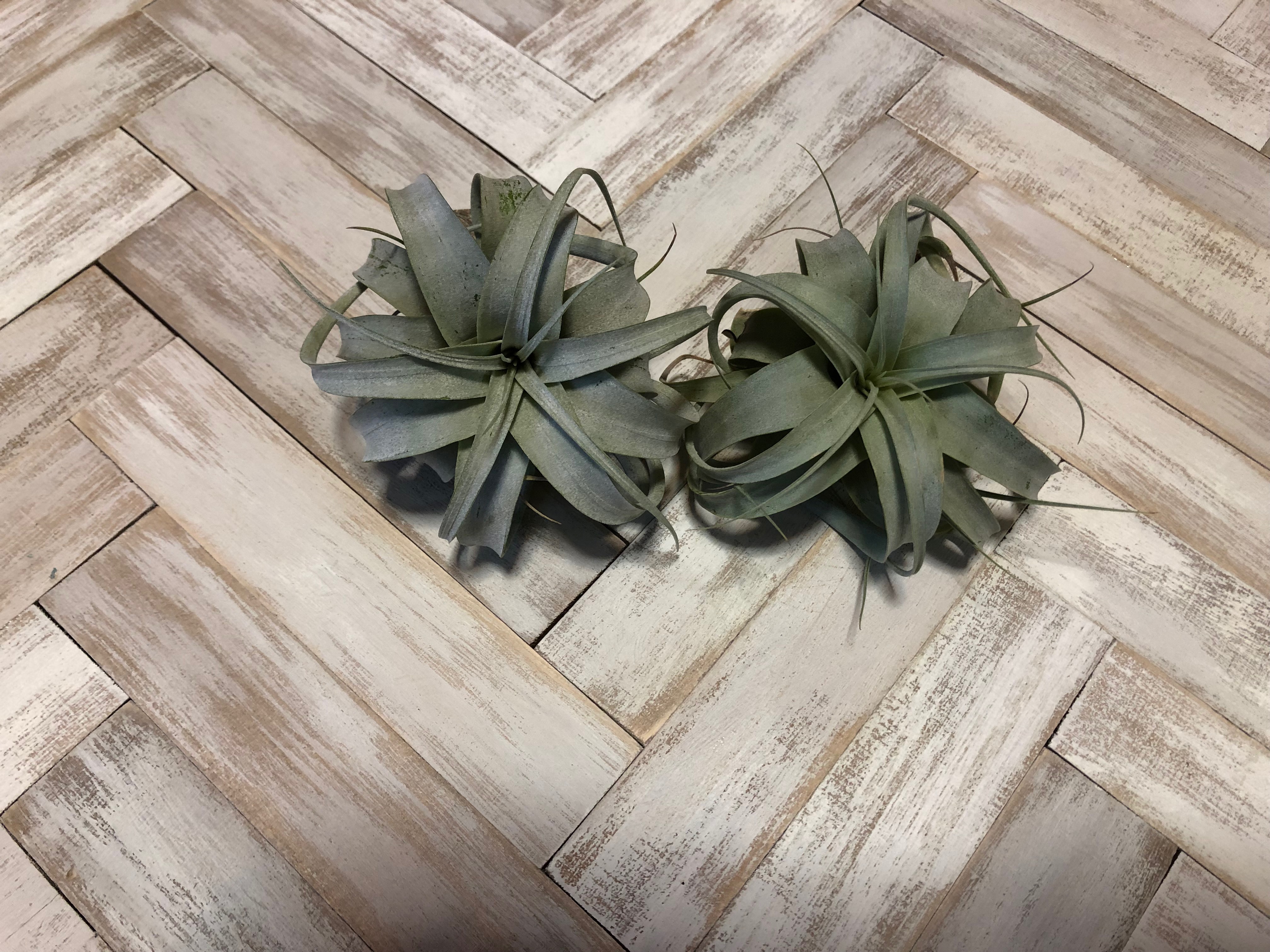 キセログラフィカ B C 育成日記1 おたまちゃんねる