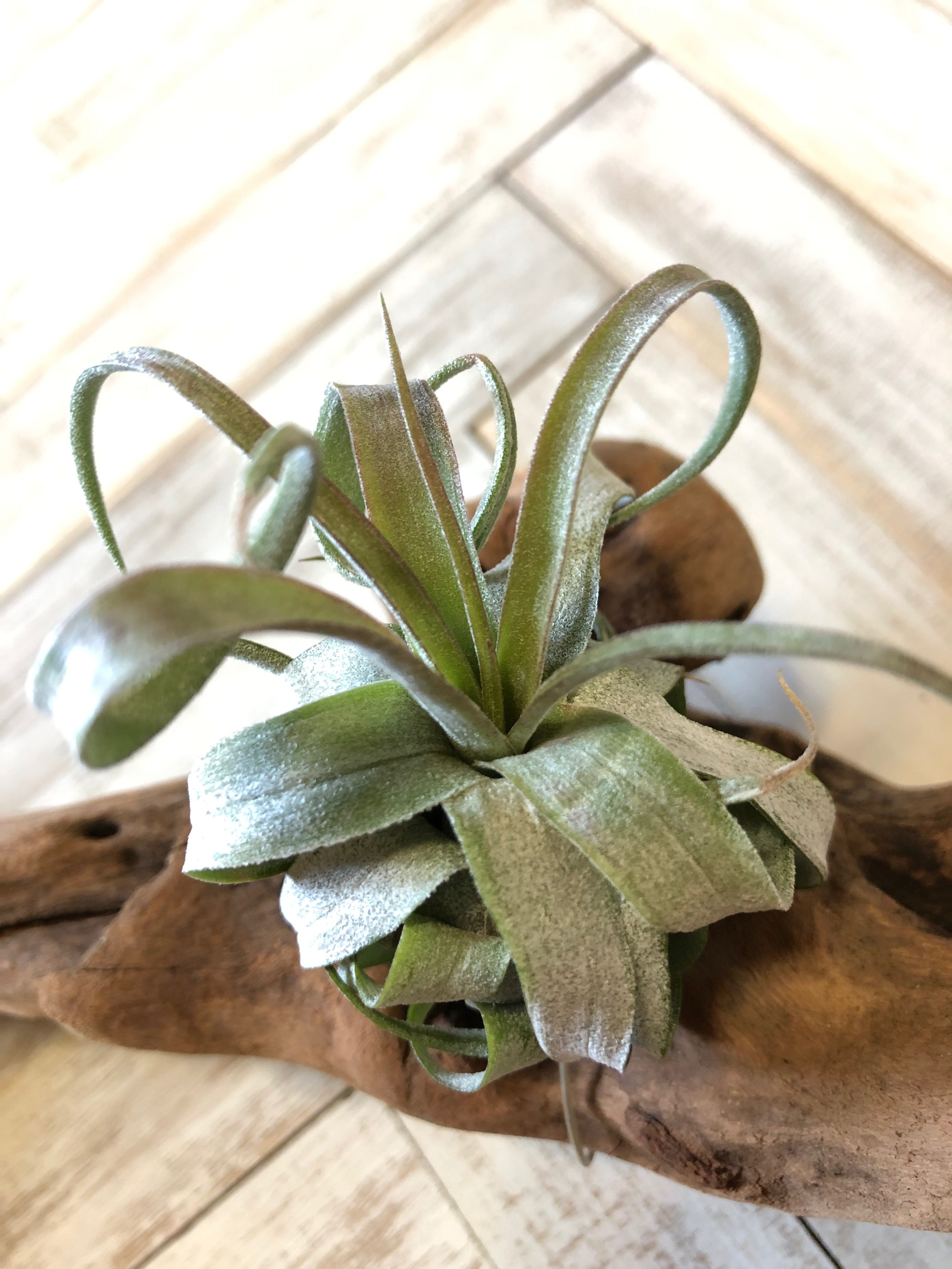 ストレプトフィラ B 育成日記1 おたまちゃんねる