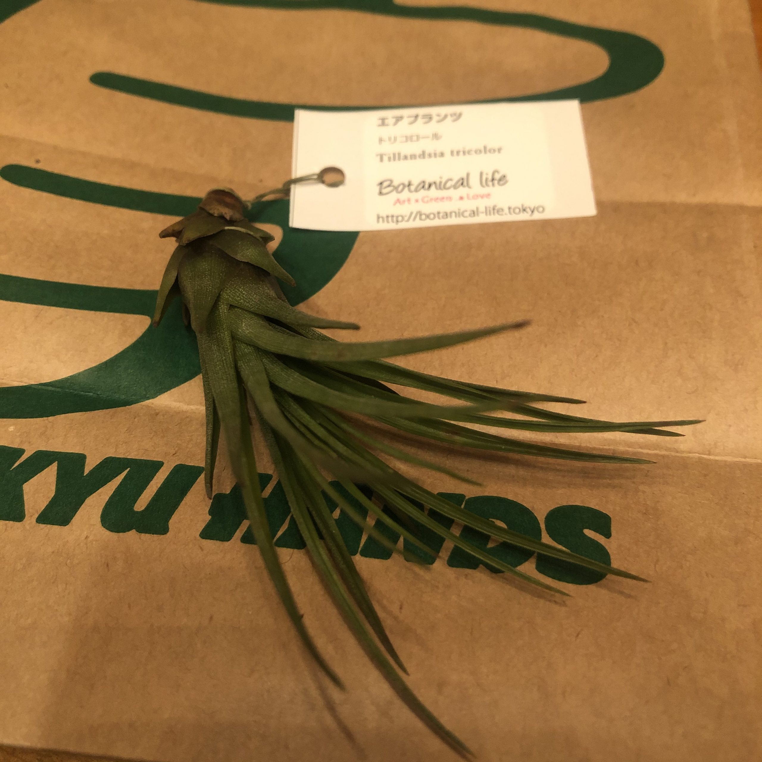 トリコロールの育て方とその記録